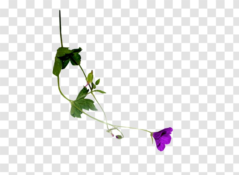 Leaf Plant Stem Petal Time Flowering - Branch Transparent PNG