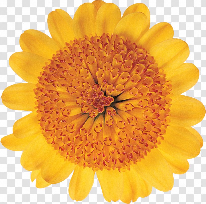 Transvaal Daisy Cut Flowers Floristry Chrysanthemum - Yellow - Flower Transparent PNG