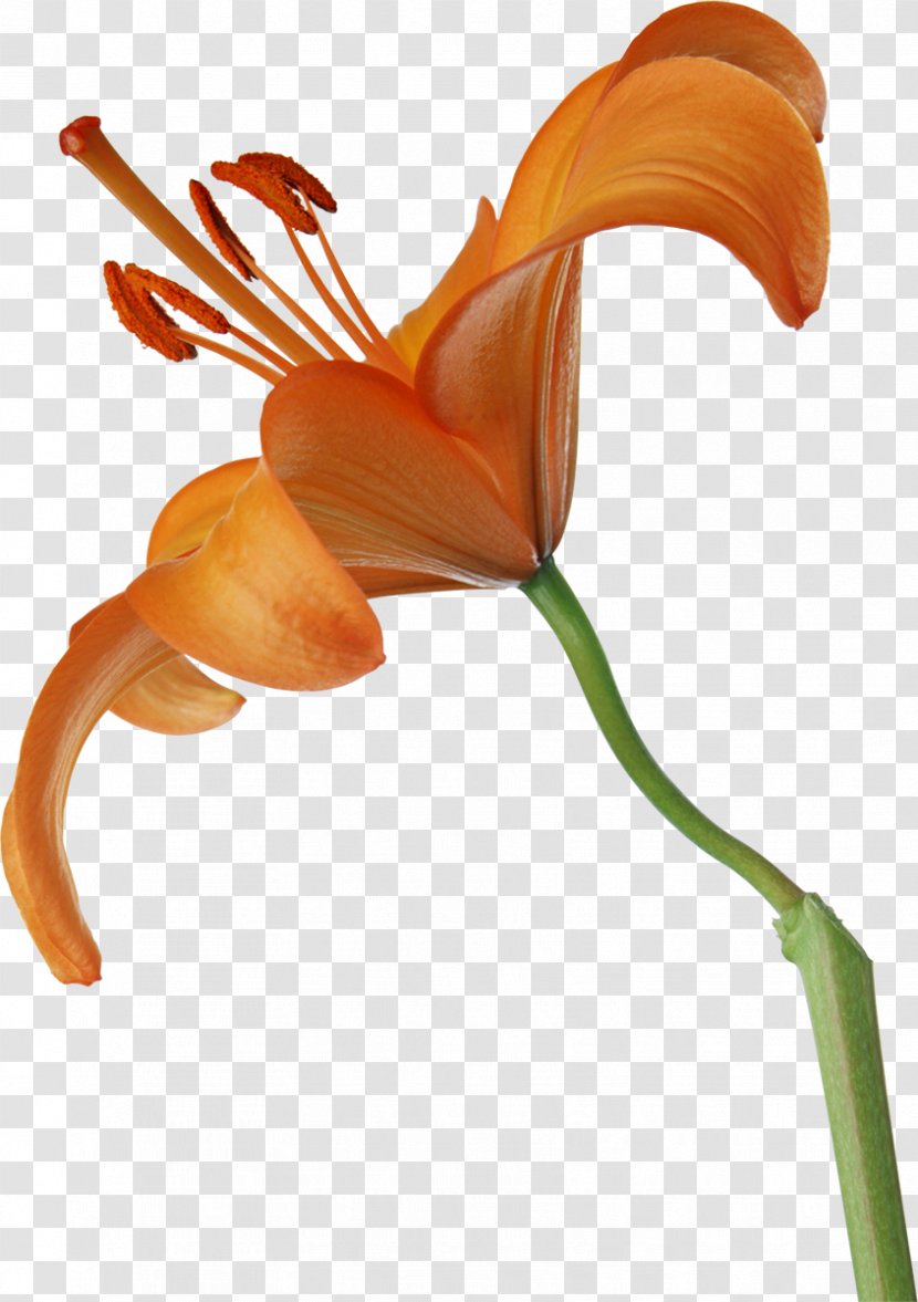 Flower Lilium - Petal - Lily Transparent PNG