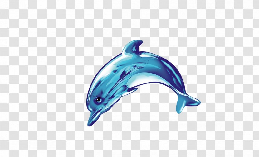 Common Bottlenose Dolphin Icon - Cute Transparent PNG