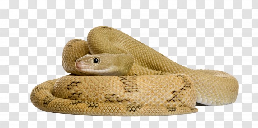 Corn Snake Stock Photography Rat - Transpecos - Entrenched Transparent PNG