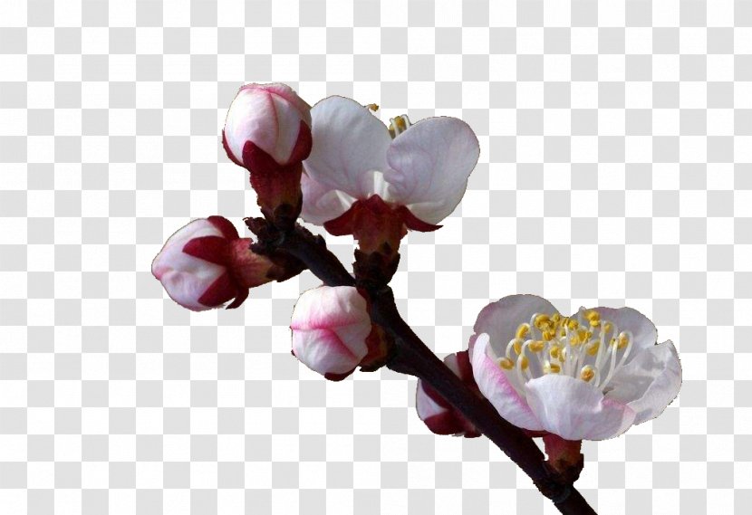 Flower Apricot Tree - Bud - An Blossom Transparent PNG