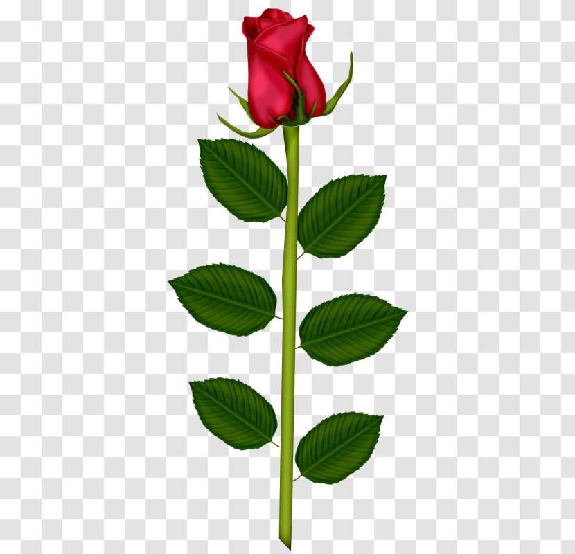 Garden Roses Valentine's Day Love Friendship Gift - Internet Transparent PNG