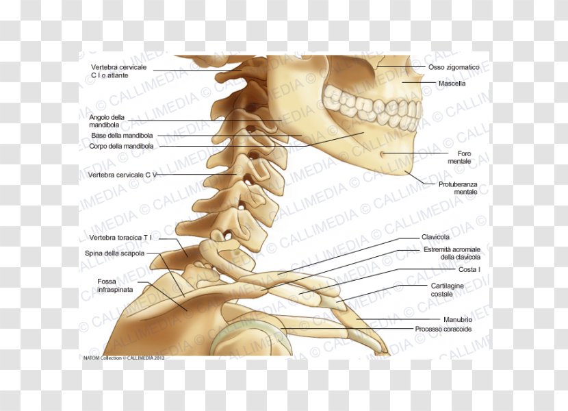 Bone Human Skeleton Neck Anatomy - Tree Transparent PNG