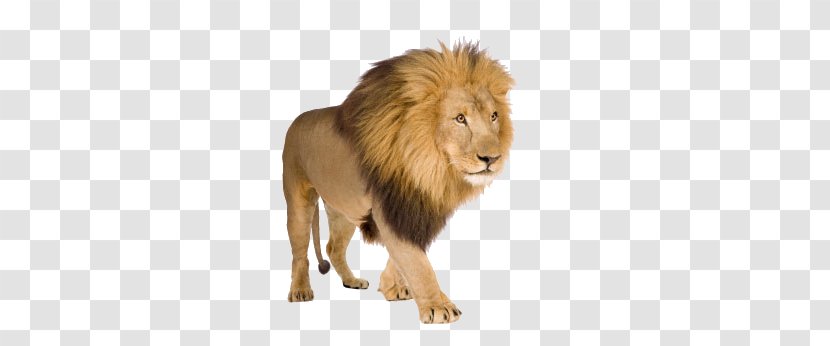 White Lion Stock Photography Clip Art - Terrestrial Animal Transparent PNG