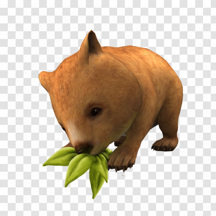 Wombat Fauna Carnivores Terrestrial Animal Snout Transparent PNG