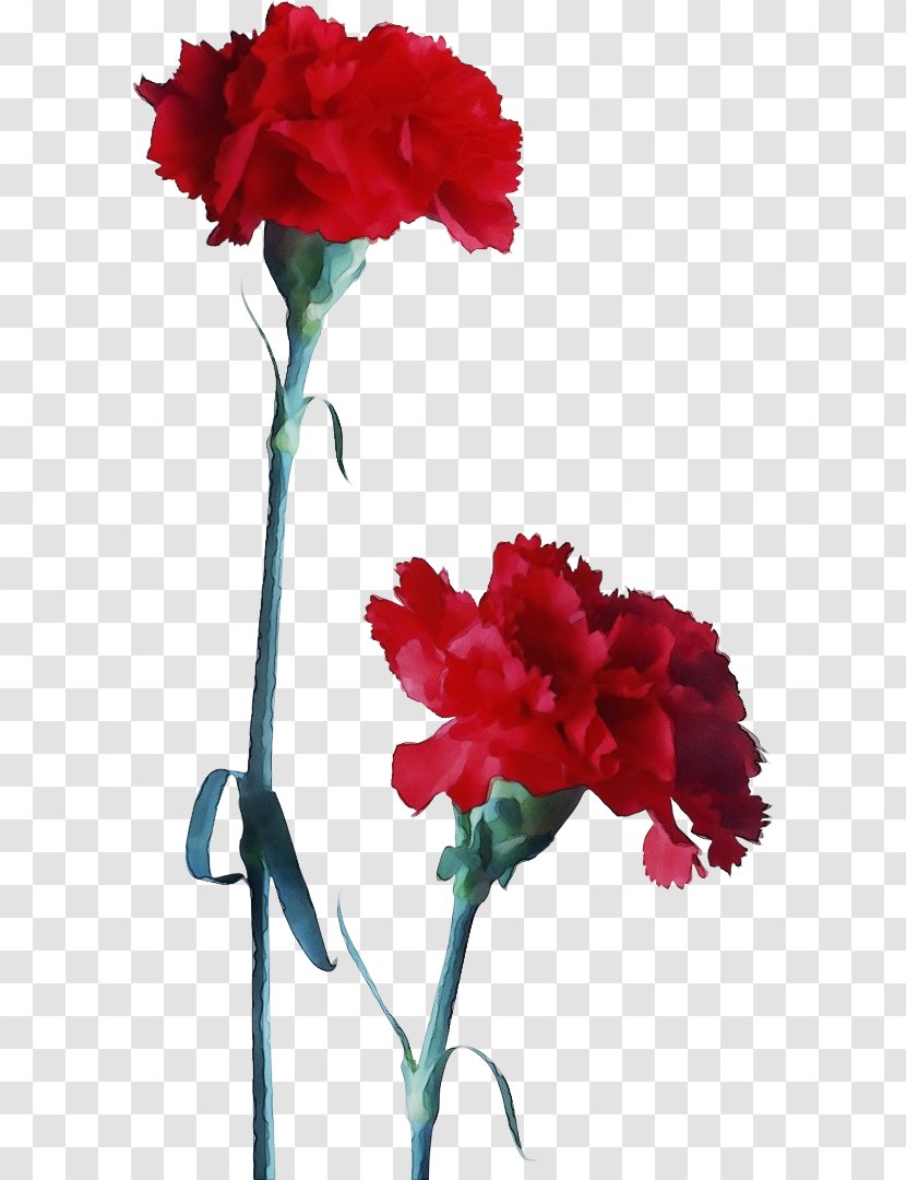 Flower Carnation Plant Red Cut Flowers - Wet Ink - Stem Dianthus Transparent PNG
