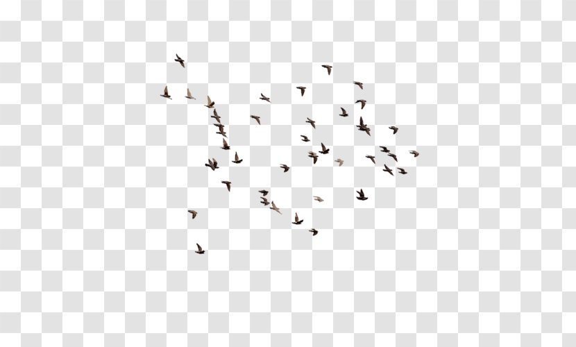 Flight Bird Swan Goose Flock - Symmetry - Of Flying Geese Image Transparent PNG