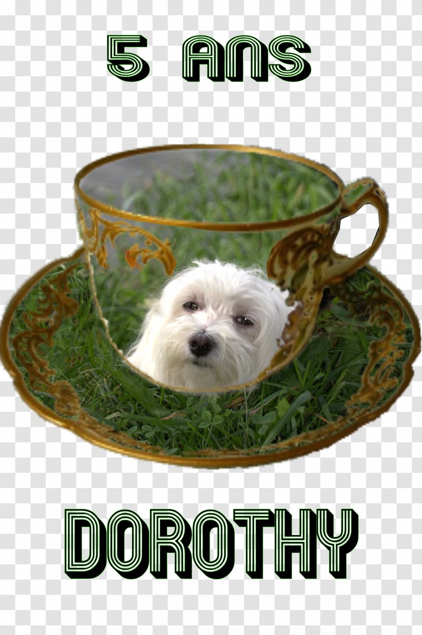 Dog Breed West Highland White Terrier Puppy Companion Transparent PNG