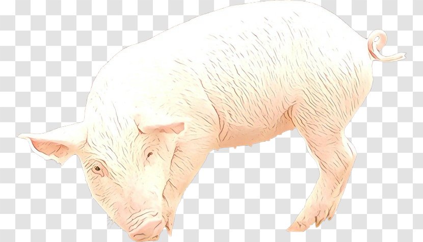 Domestic Pig Suidae Livestock Boar Snout Transparent PNG