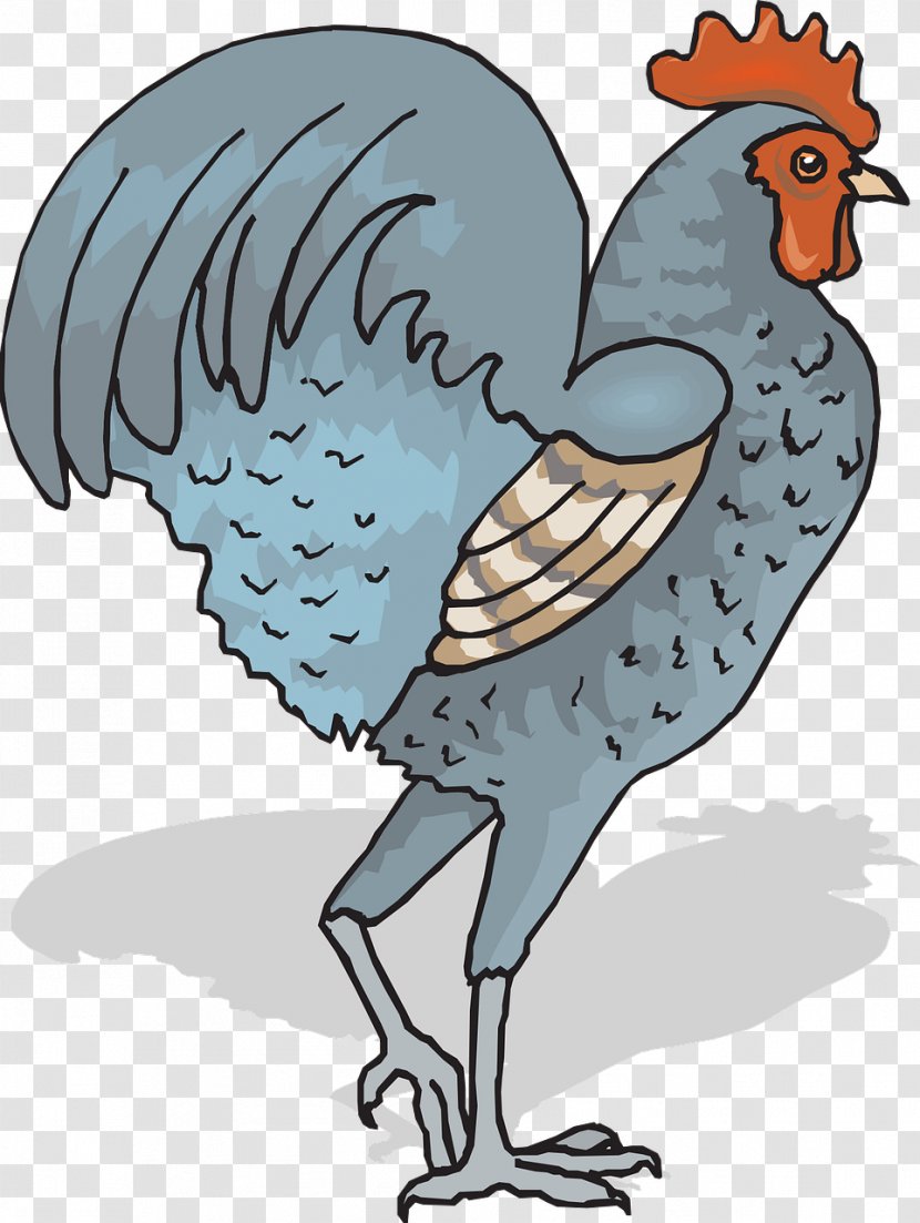 Chicken Rooster Bird Livestock Clip Art - Galliformes Transparent PNG