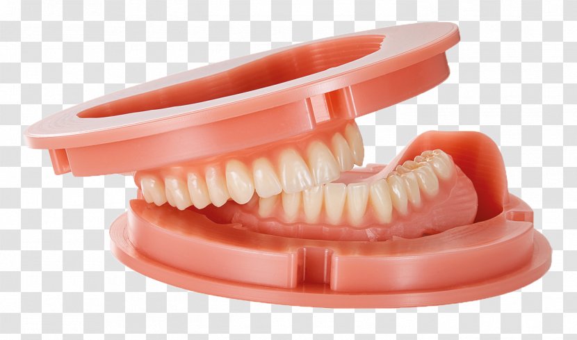 Tooth Dentures Dental Laboratory Dentistry - Dentist Transparent PNG