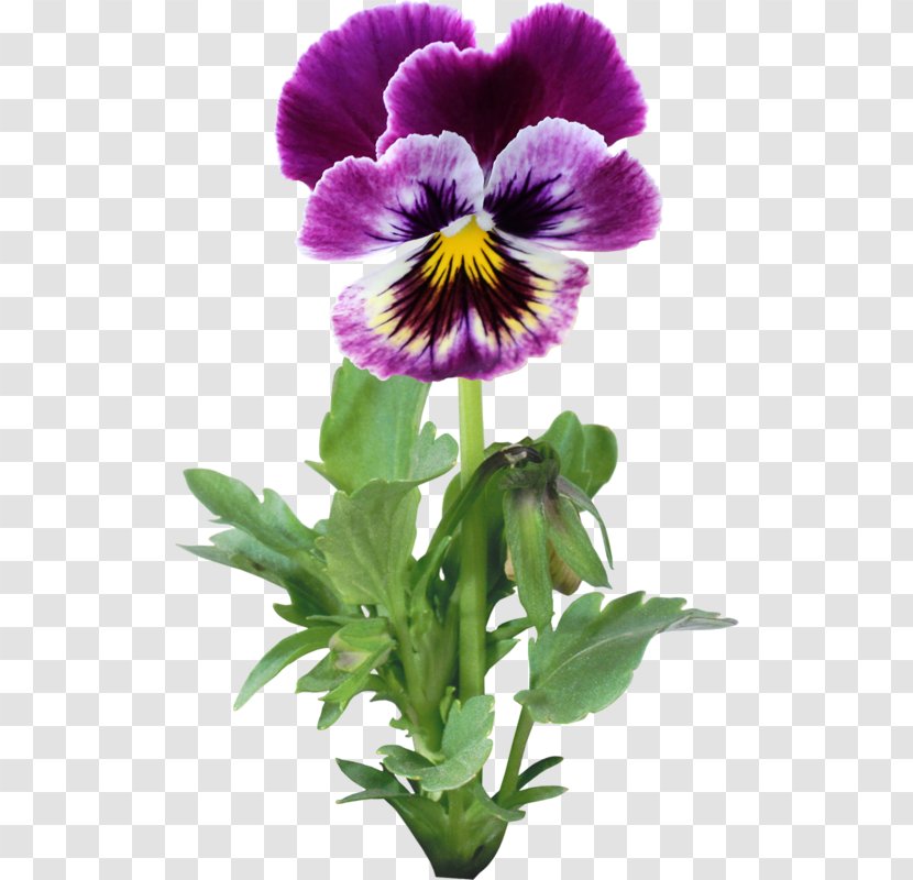 Pansy Flower Garden - Painting - Annual Plant Transparent PNG