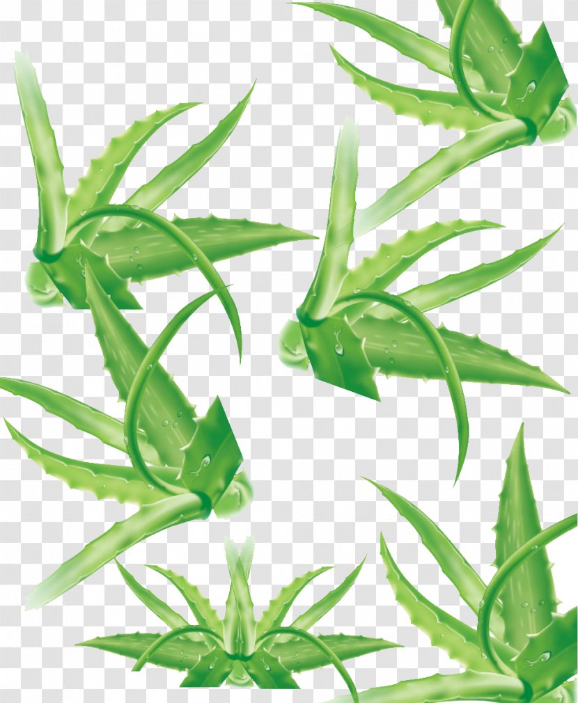 Aloe Vera Leaf Lemongrass Plant Stem - Grasses Transparent PNG