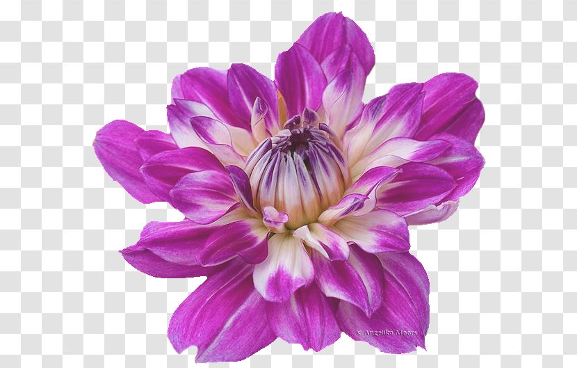 Dahlia PaintShop Pro Annual Plant - Violet Family - Clematis Transparent PNG