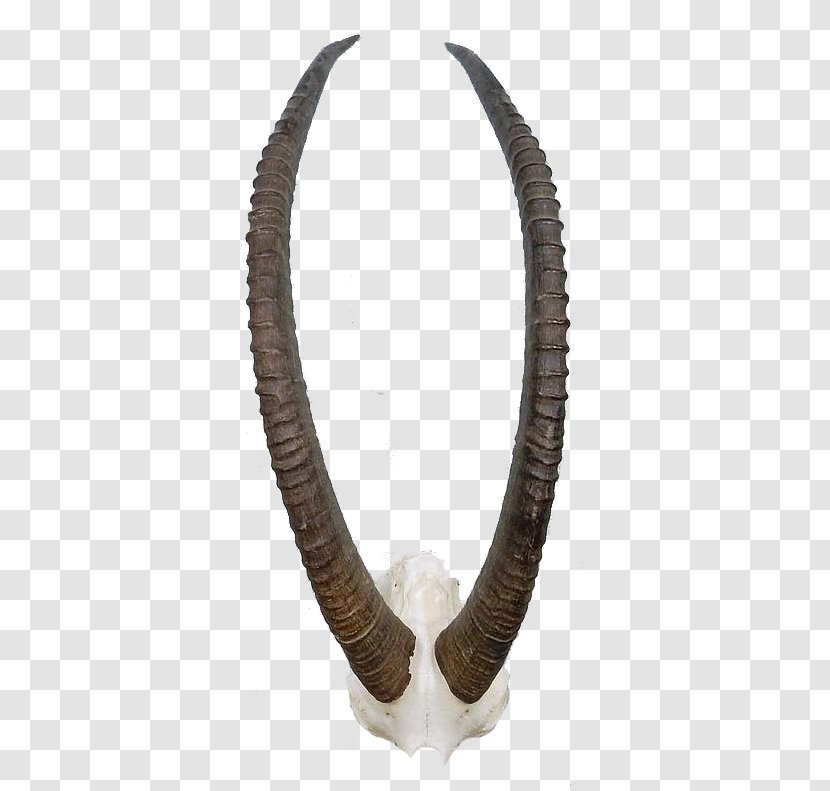 Necklace - Horn - Sable Antelope Transparent PNG