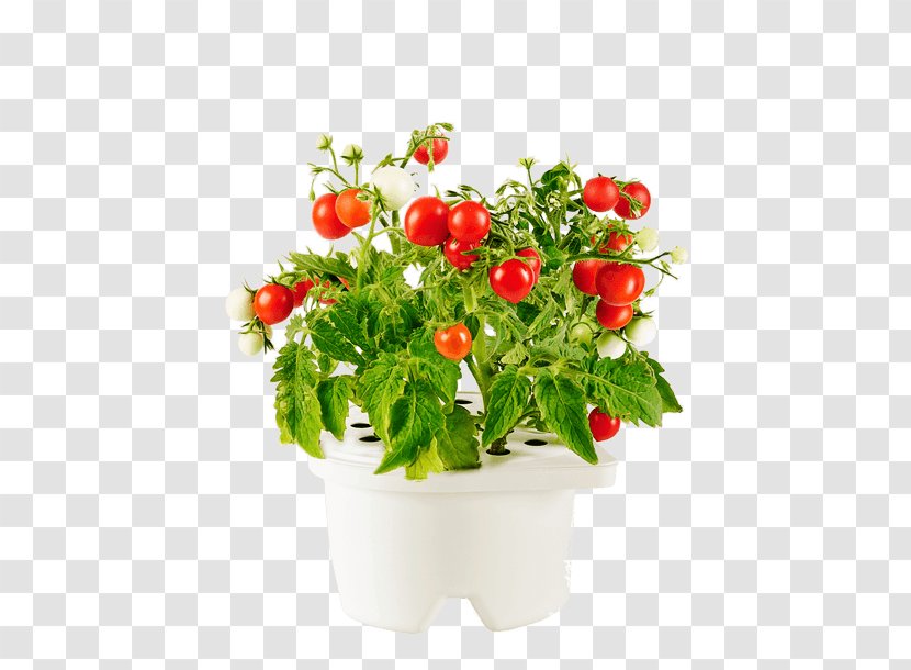 How To Grow Herbs Flowerpot Garden Hydroponics Light - Plant GROWING Transparent PNG