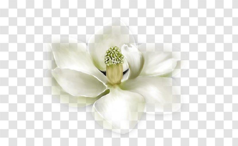 Petal Southern Magnolia Family Blot Flower - Plant Transparent PNG