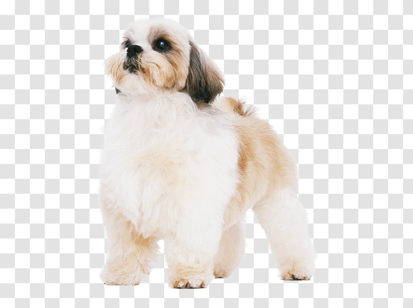 Shih Tzu Havanese Dog Lhasa Apso Puppy Breed - Shihtzu Transparent PNG