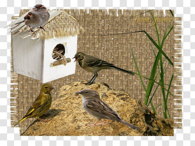 Finches Bird Food American Sparrows Beak - Wildlife - Fauvette Transparent PNG