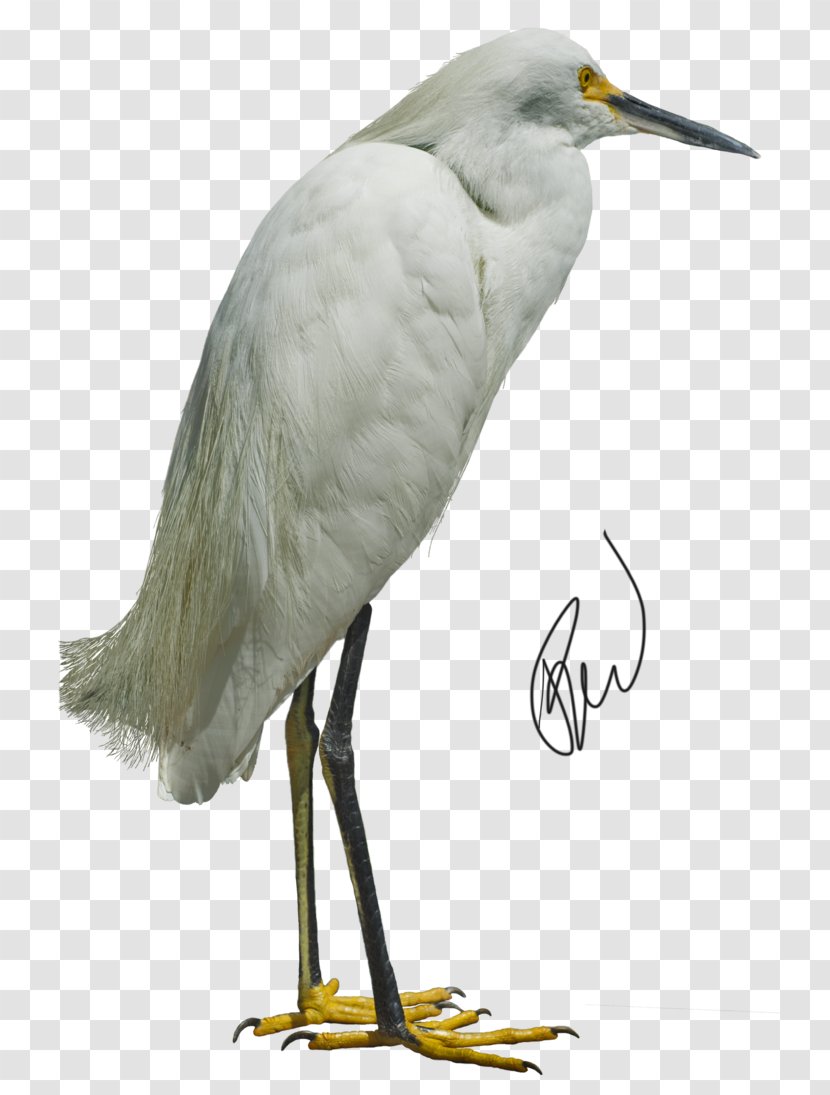 Great Egret Bird Heron White Stork - Ciconiiformes - Solar Term Transparent PNG