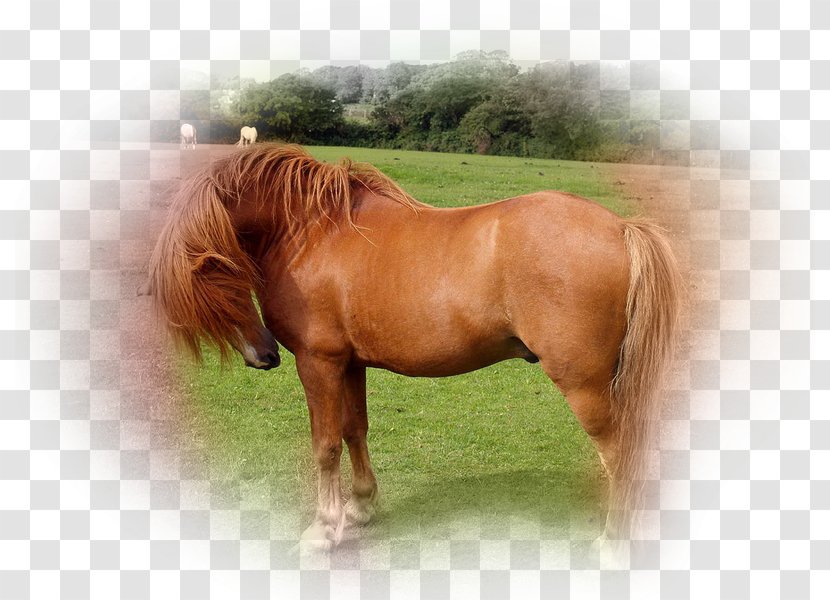 Thoroughbred Pony Pintabian Arabian Horse Percheron - Pinto - Equus Transparent PNG