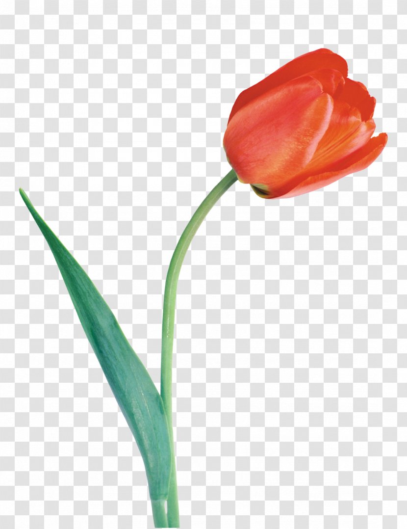 Tulip Time Festival Petal Cut Flowers - Bulb - Flower Transparent PNG