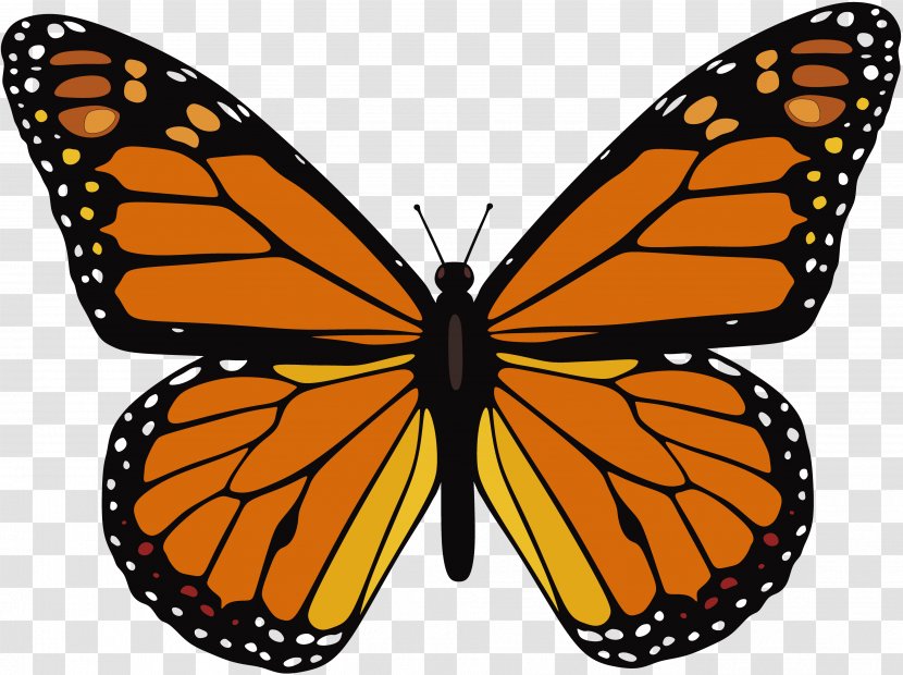 The Monarch Butterfly Insect Clip Art - Butterflies And Moths Transparent PNG