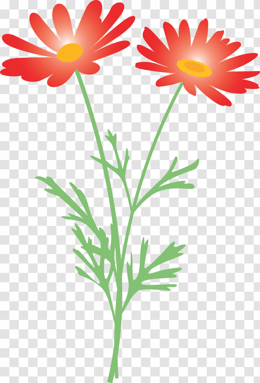 Marguerite Flower Spring Flower Transparent PNG