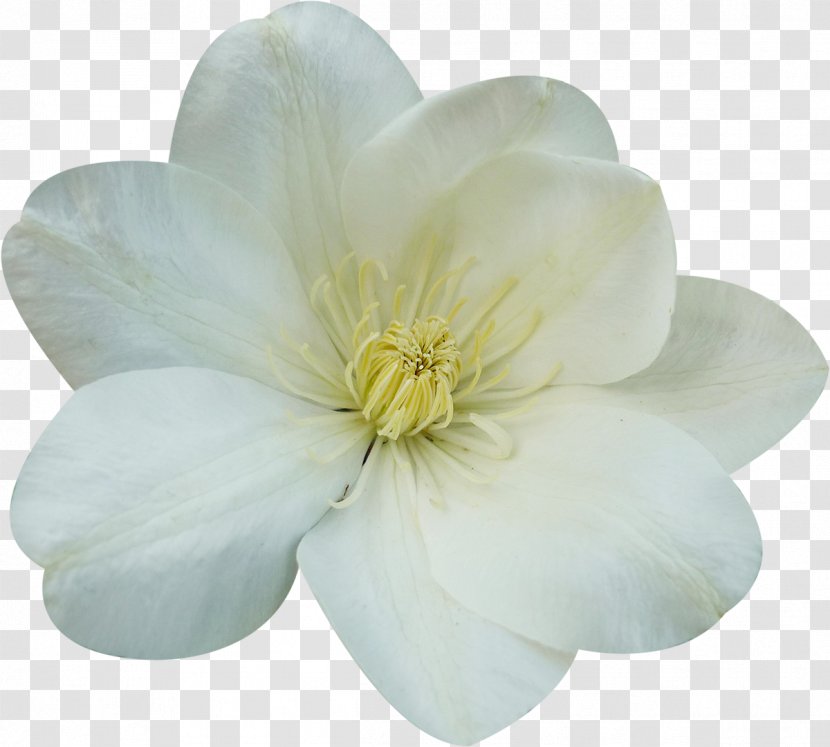 Flowering Plant Petal Magnoliaceae - Flower - White Flowers Transparent PNG