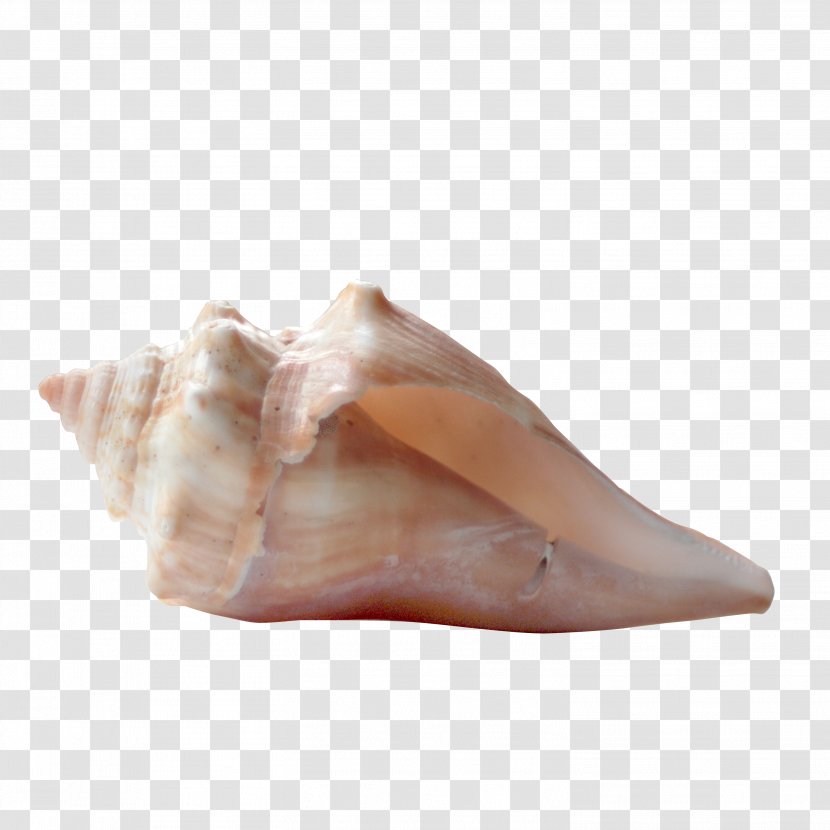 Seashell Ice Cube - Cartoon - Seaside Shell Material Free To Pull Transparent PNG