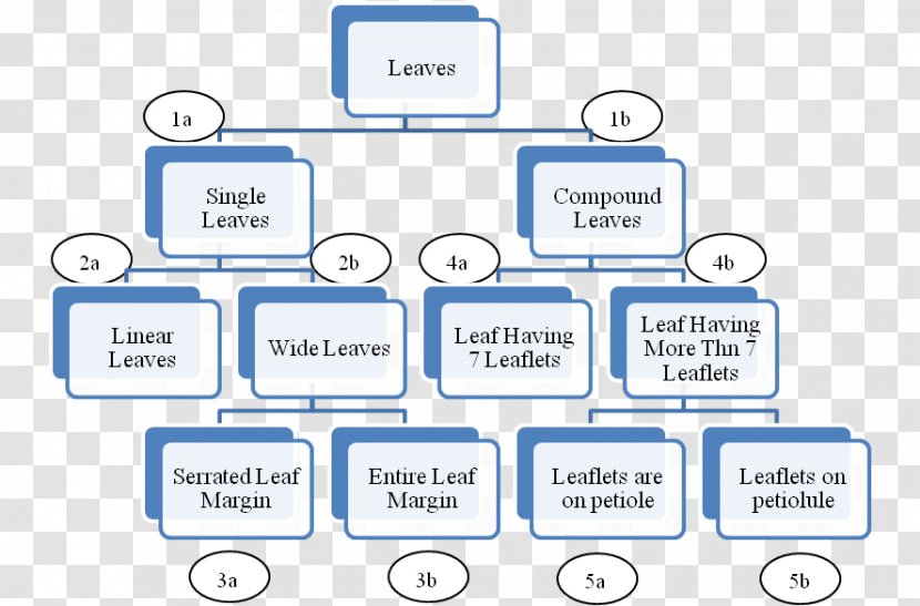 Concept Map 成华区 Brand Business Organization - Diagram - ORYZA SATIVA Transparent PNG