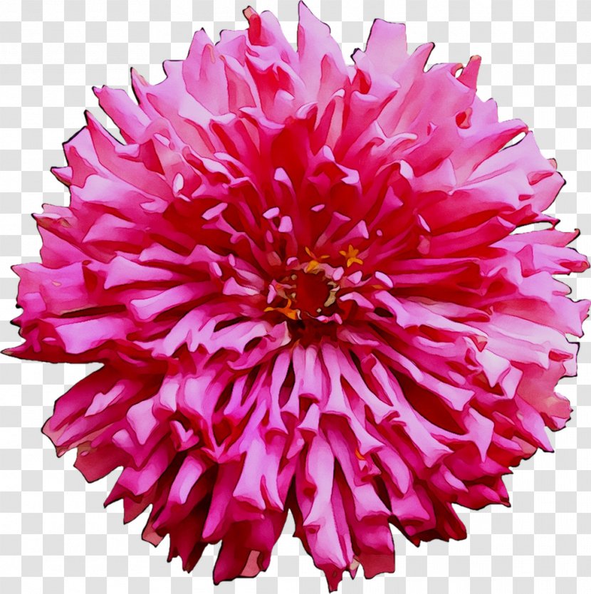 Dahlia Cut Flowers Chrysanthemum Pink M Carnation - China Aster Transparent PNG