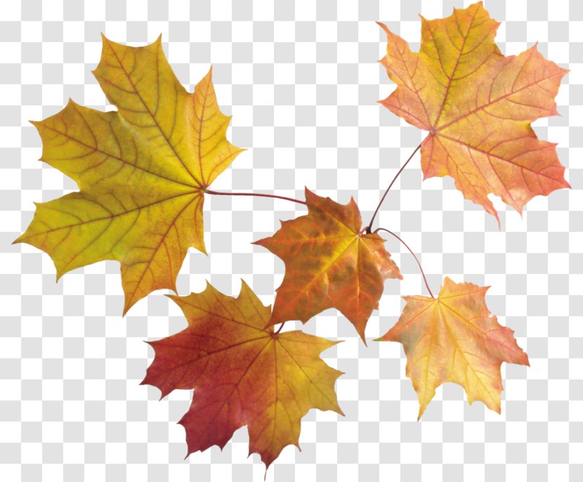 Autumn Leaf Color Clip Art Transparent PNG