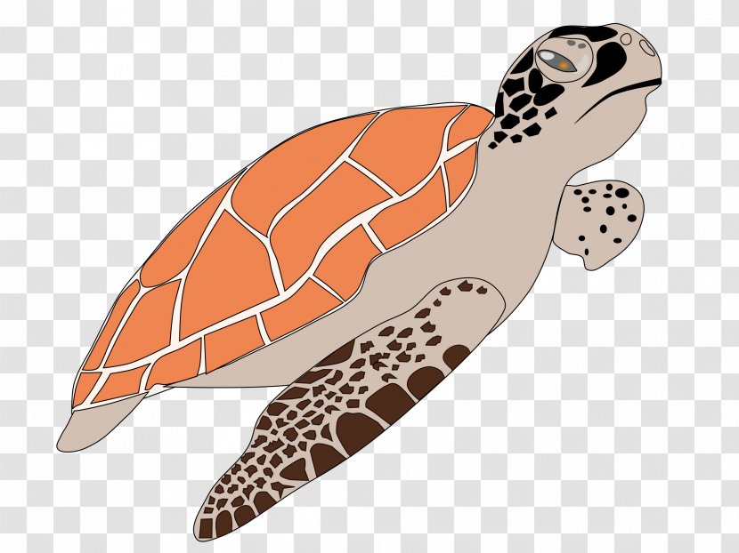 Sea Turtle Reptile Clip Art - Hawksbill Transparent PNG
