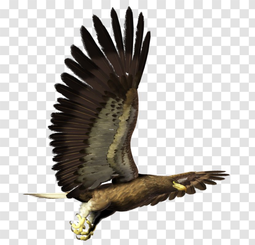 Eagle Bird Hawk Buzzard Blog - Tail Transparent PNG
