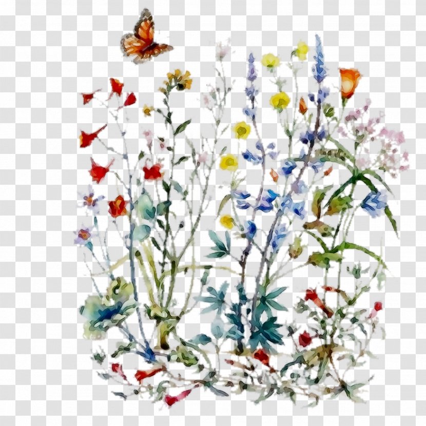 Floral Design Cut Flowers Illustration - Ixia - Pedicel Transparent PNG