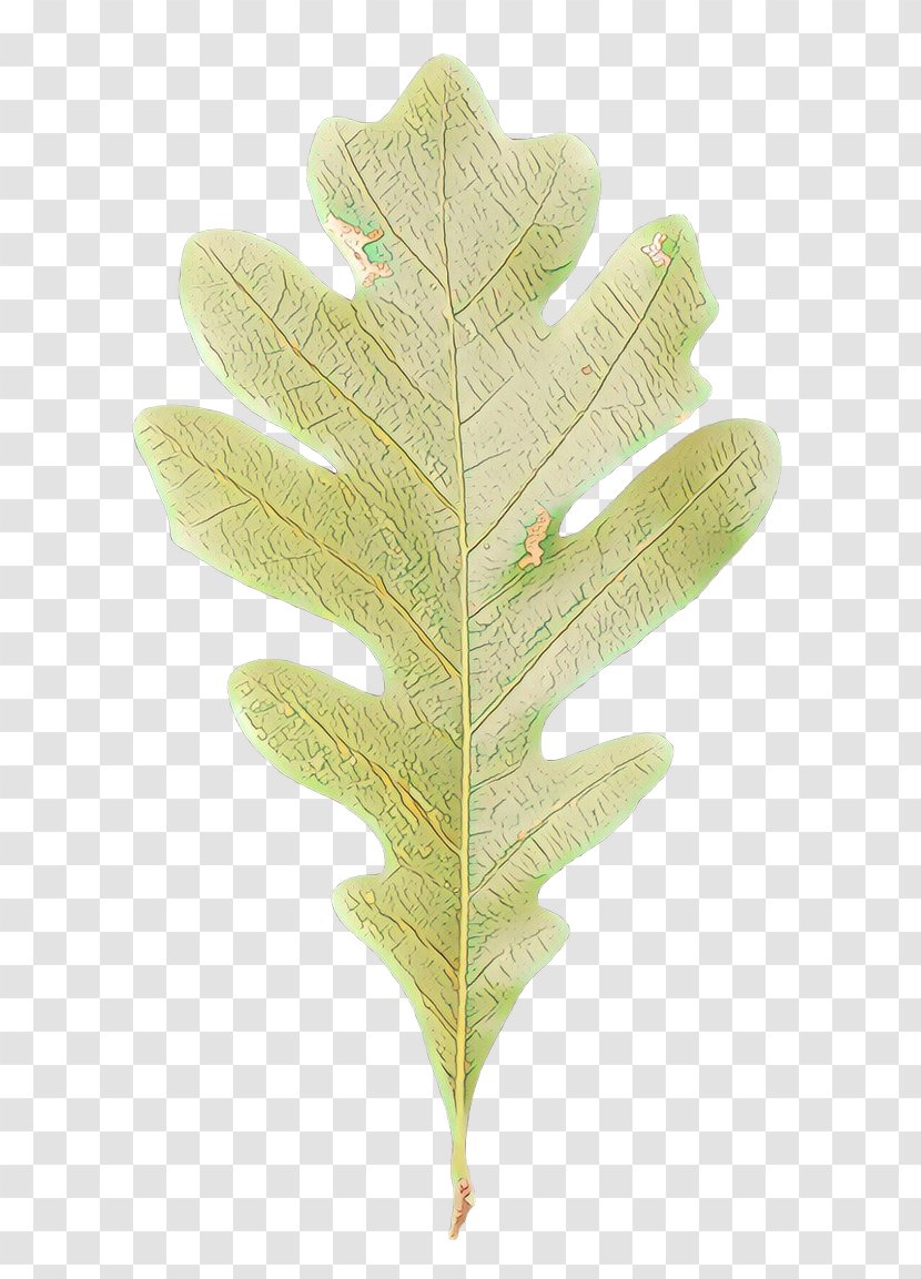 Oak Tree Leaf - Swamp Spanish - Vascular Plant Flower Transparent PNG