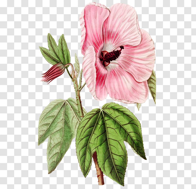 Hibiscus Splendens Botanical Illustration Drawing Image - Malvales Transparent PNG