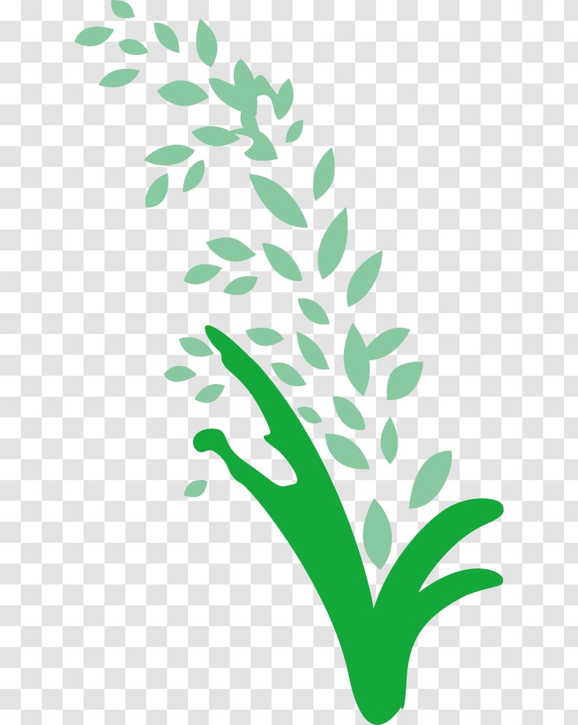 Rice Gadu Paddy Field Gratis - Flora - Paddy,Rice,Rice,Hedao Transparent PNG