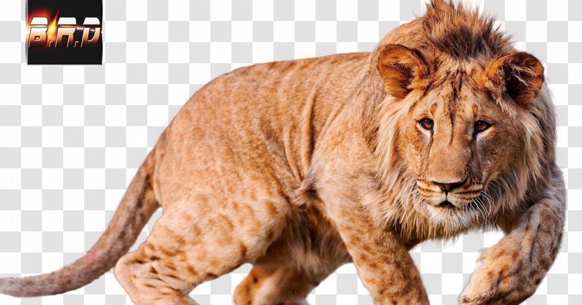 Lion 4K Resolution Ultra-high-definition Television Desktop Wallpaper - Big Cats Transparent PNG