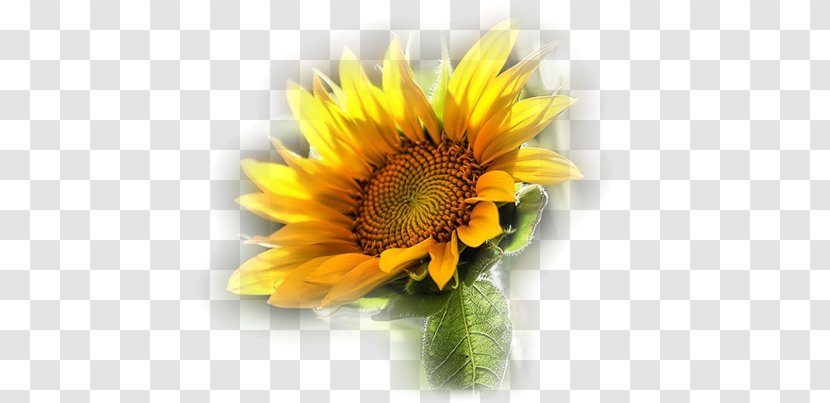 Common Sunflower - Humour - Flower Transparent PNG