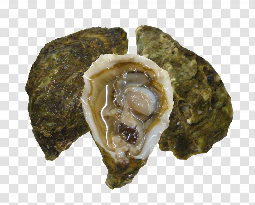 Pacific Oyster Clam Seafood Kumeyaay - Minced Transparent PNG