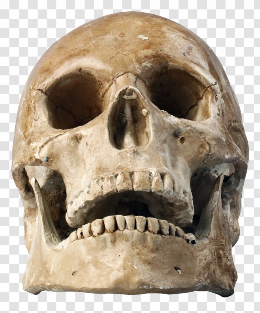 Skull Human Skeleton Clip Art - Homo Sapiens Transparent PNG