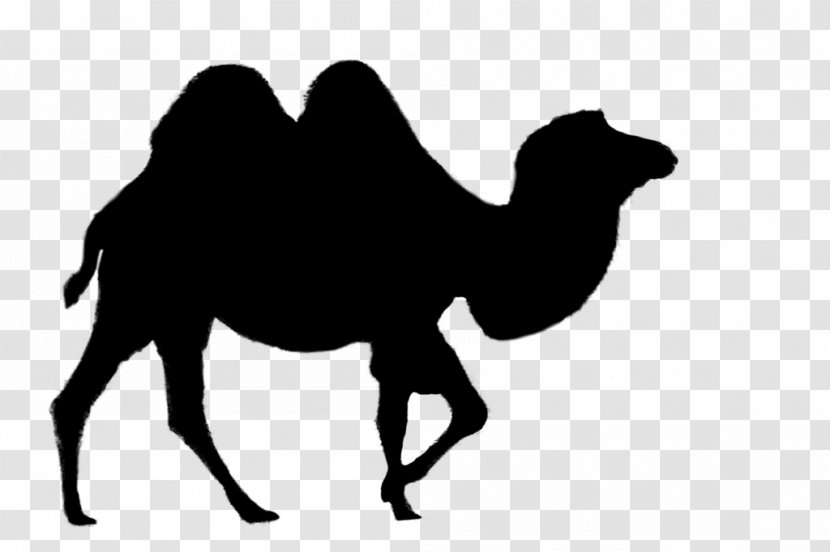 Dromedary Bactrian Camel Vector Graphics Clip Art Desert - Wildlife - Blackandwhite Transparent PNG