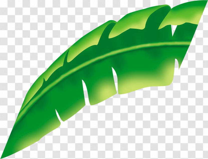 Leaf Plant Green Musa Basjoo - Palm Leaves Transparent PNG