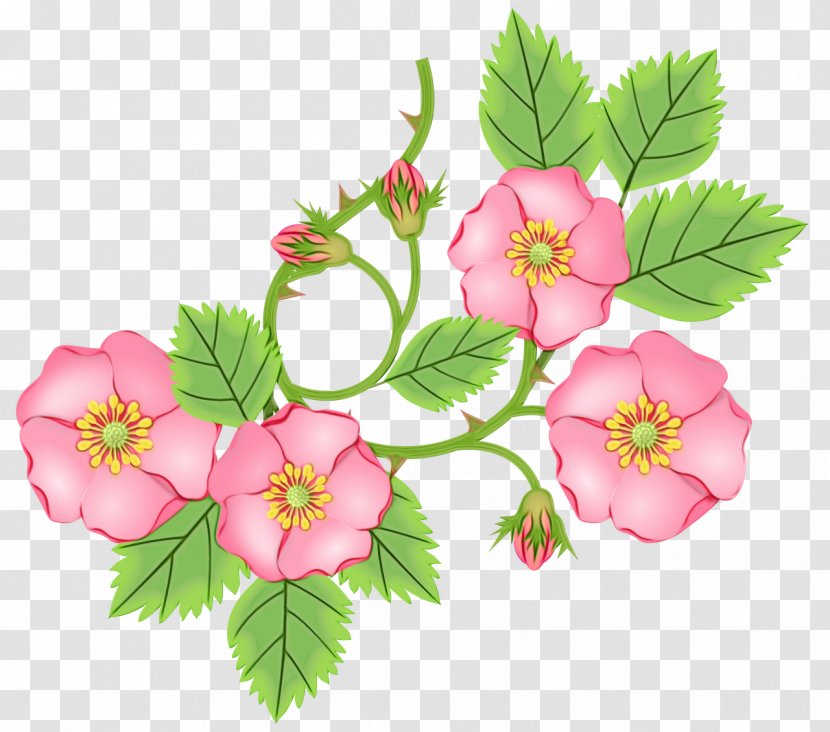 Cherry Blossom - Flowering Plant - Rosa Dumalis Transparent PNG