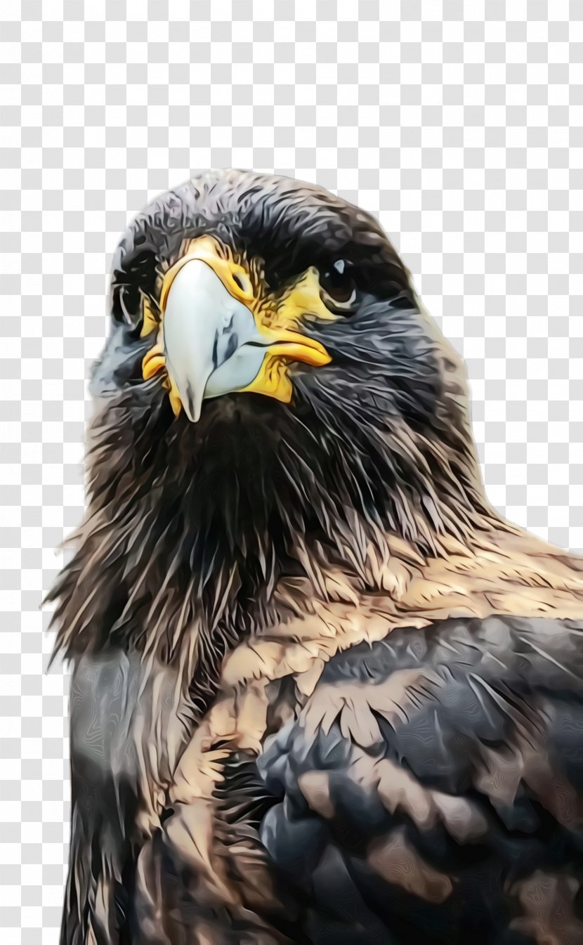 Bird Of Prey Golden Eagle Beak - Wet Ink - Hawk Kite Transparent PNG