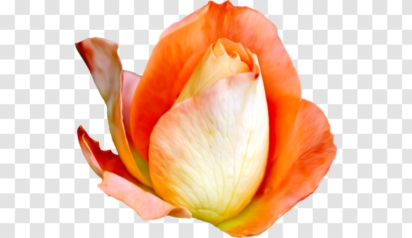 Flower Garden Roses Petal Clip Art - Rose Transparent PNG