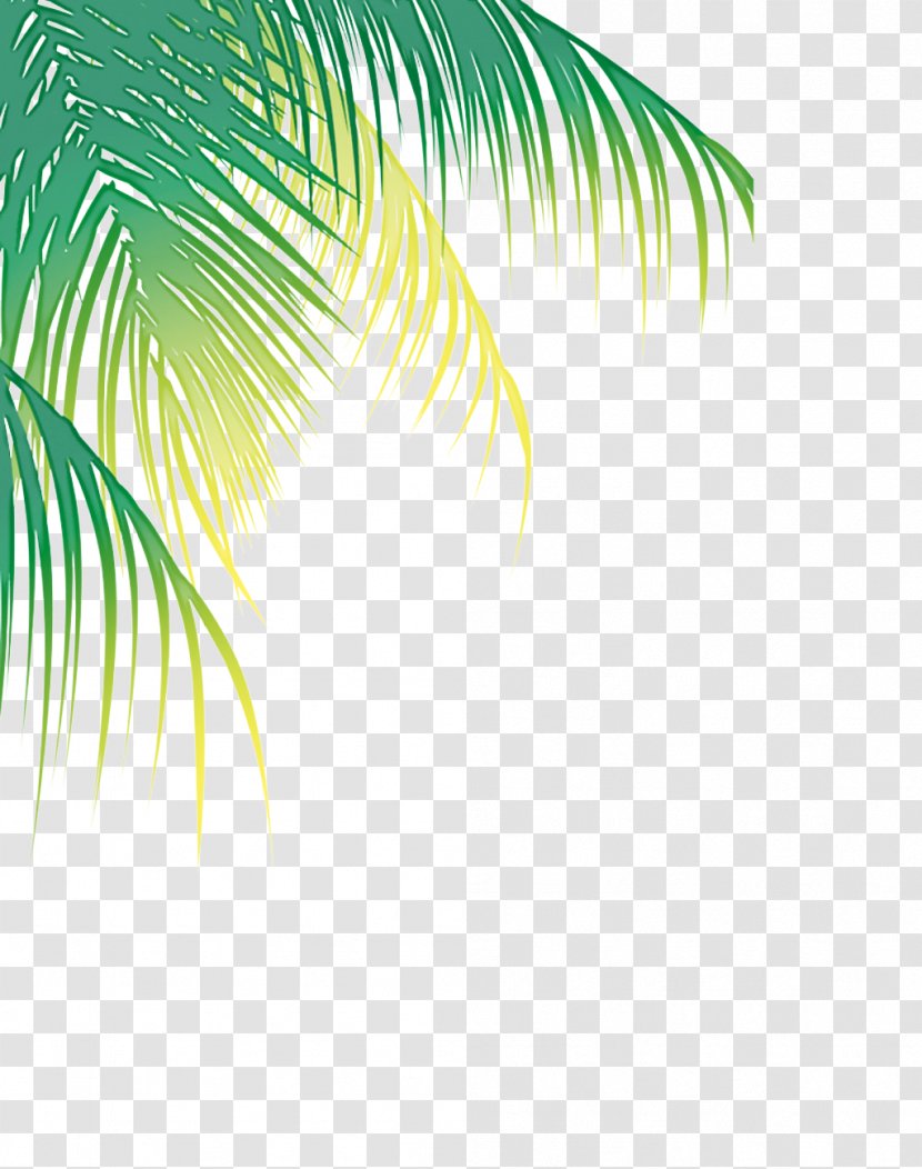 Palm Tree - Leaf - Elaeis Plant Transparent PNG